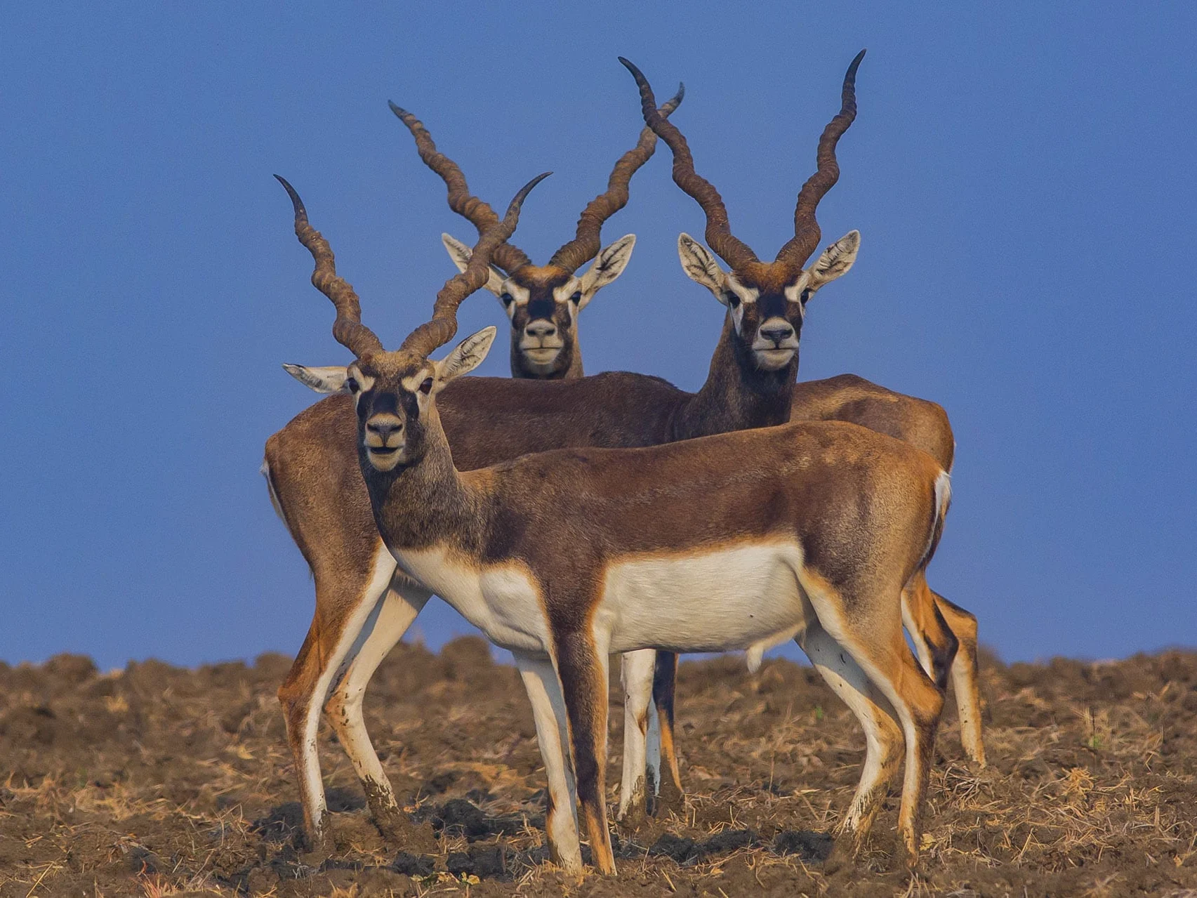 Satpura National Park